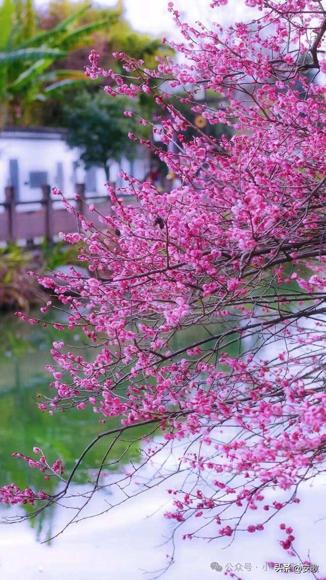 上联:红颜如花春日暖
下联:君心似水情缘深
横批:天作之合