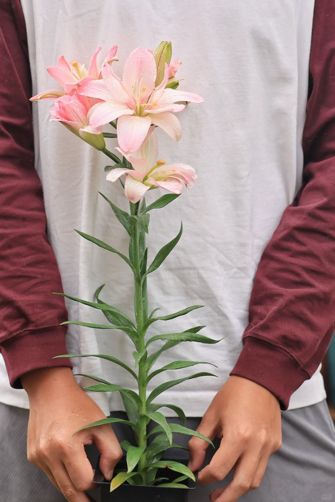 今世种花 今世漂亮