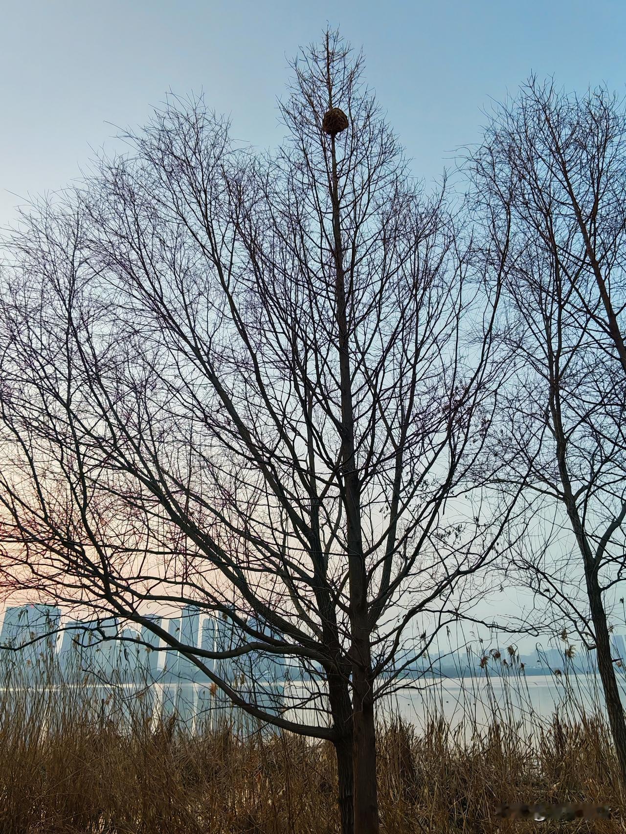在龙子湖东公园散步🚶‍♀️树上长了好大一个东西，大家帮看看这是鸟巢🪹还是马蜂
