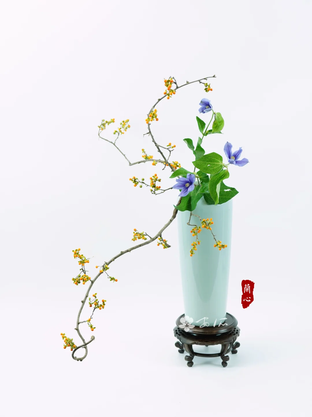 大器晚成──南蛇藤