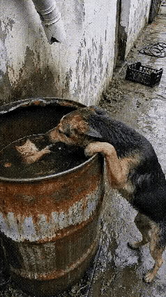 有爱心的狗狗