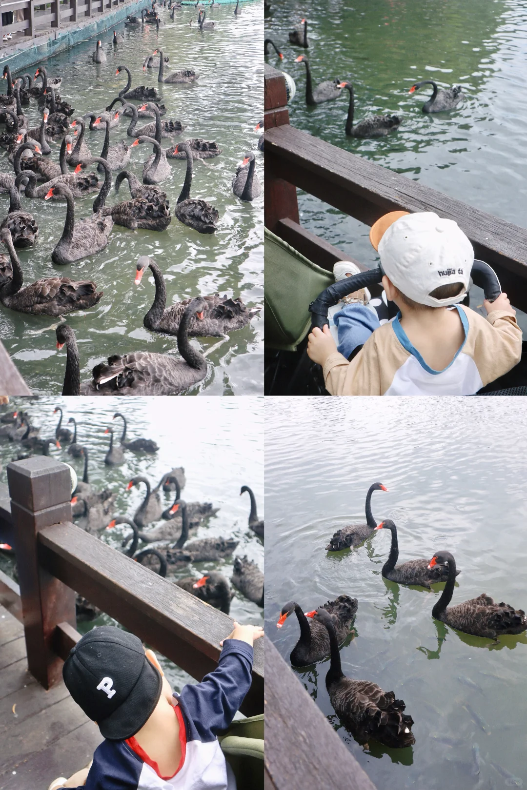 和黑天鹅有个约会 🖤🦢