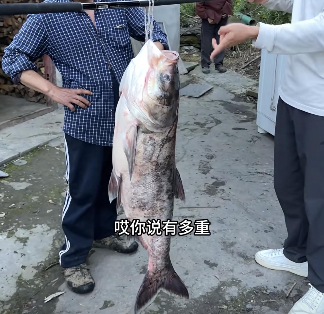 不知大家发现没有，
三月份在市场上购买的各类鱼，只要是雌性鱼类，
不论其品种或是