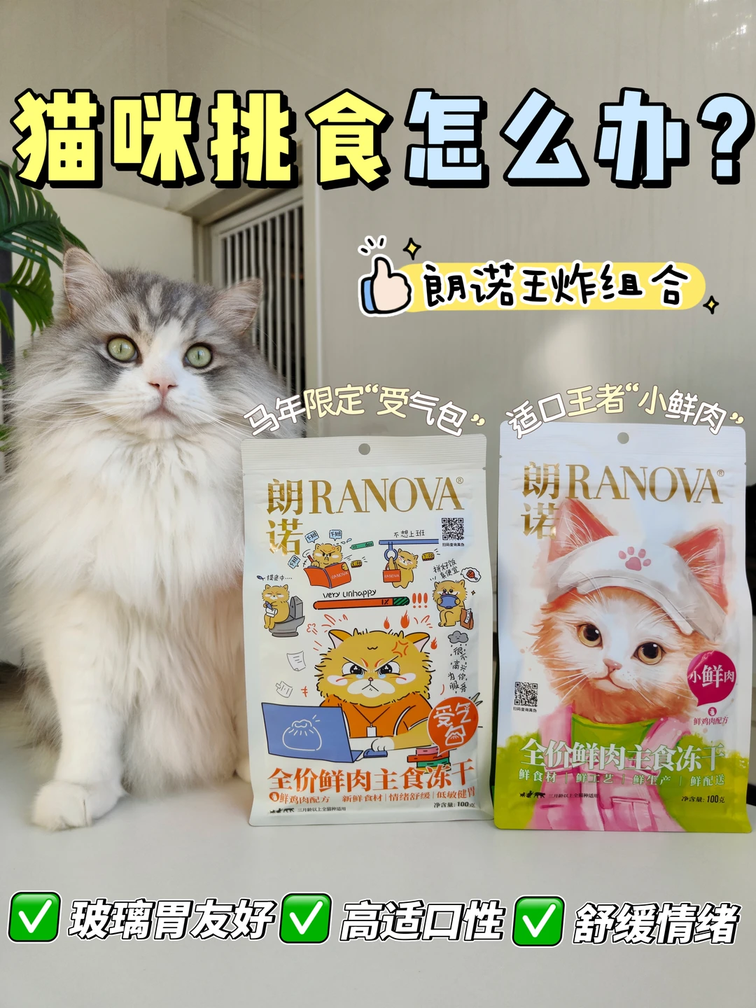 专治挑食小猫❗新手养猫闭眼入~