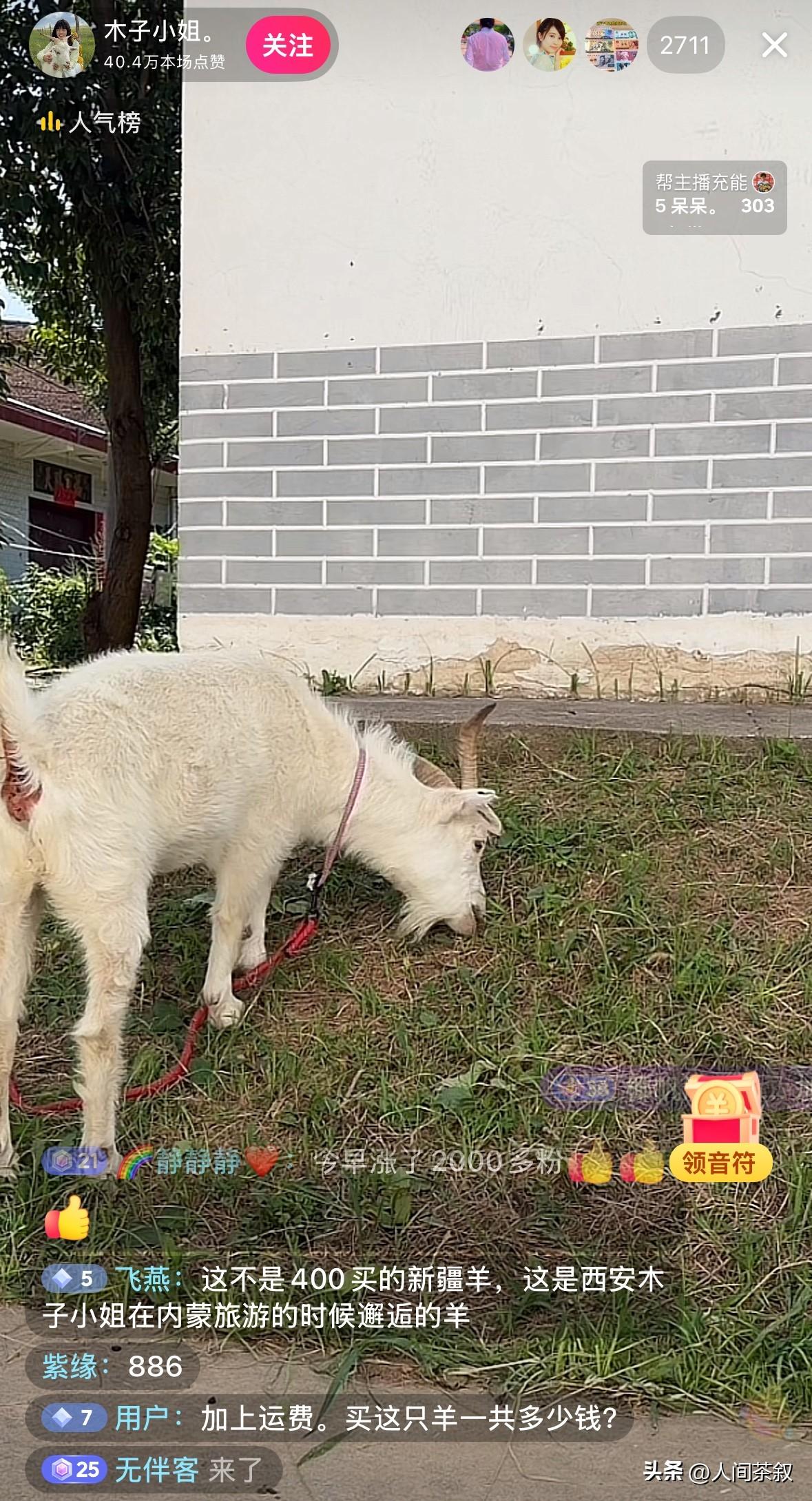 3000多人在线看小芒果吃草，西安姑娘和内蒙小羊太火了。

小羊看来适应的不错，