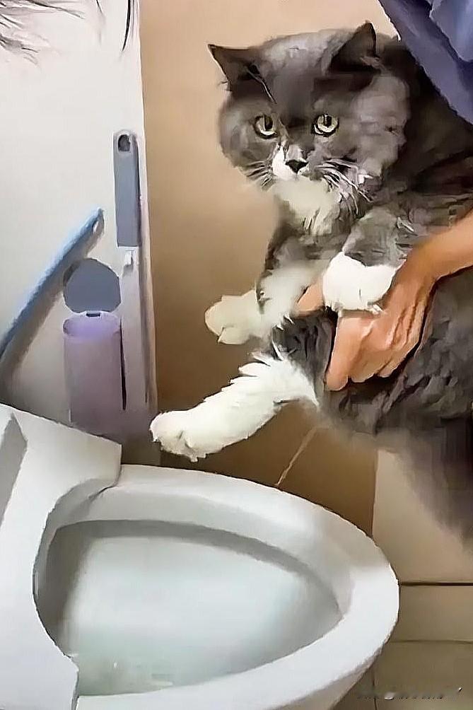 猫咪一刻！这只需要人工辅助把尿的小奶猫，能瞬间把你所有烦躁的坏情绪都给融化了！