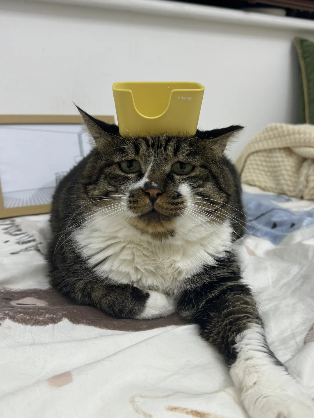 当给我娃买猫砂盆买错了尺寸？