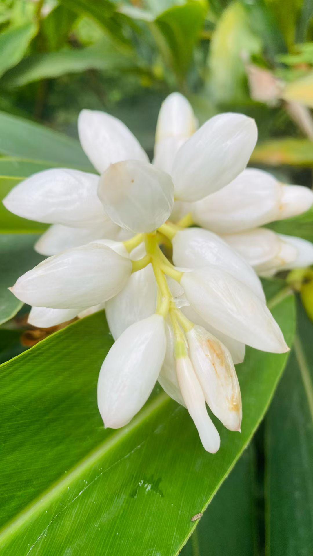 白玉似的花苞簇在青绿掌心里，连空气都浸着清冽的甜，像把夏的静谧，都揉进了这朵花的