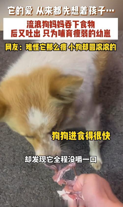 世间温情！福建街头一幕看哭众人，流浪狗的母爱太戳心了！
 
5月1日在福建，有位