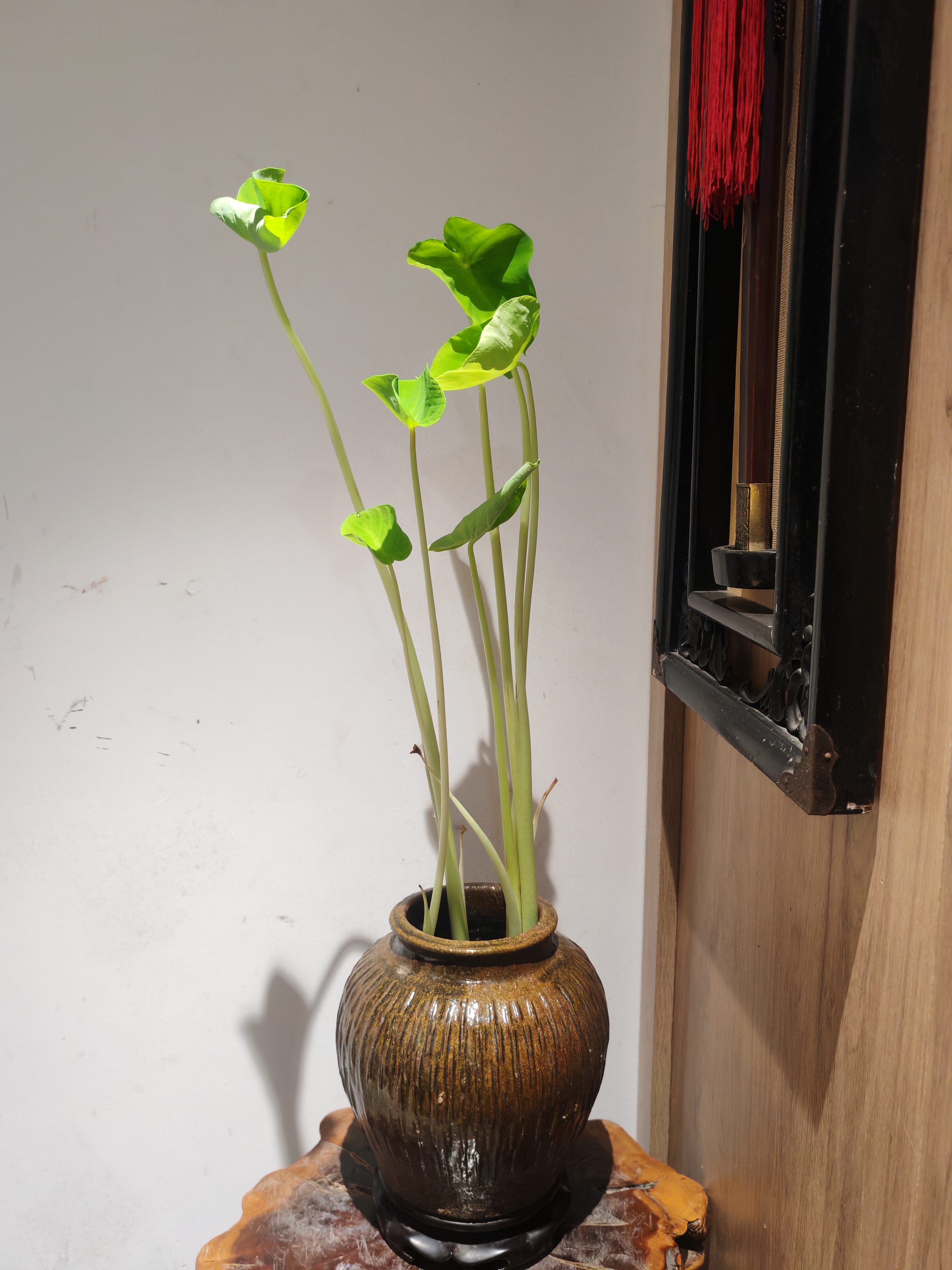 下半年，让我们收起焦虑，展开从容，去慢慢绽放那份热爱。 