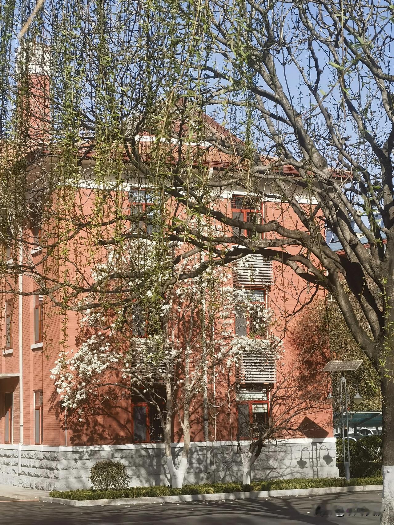 #一句诗词形容春天的风景#
上班路所见

都说杏花早，渠料玉兰先。
​雪后二十日