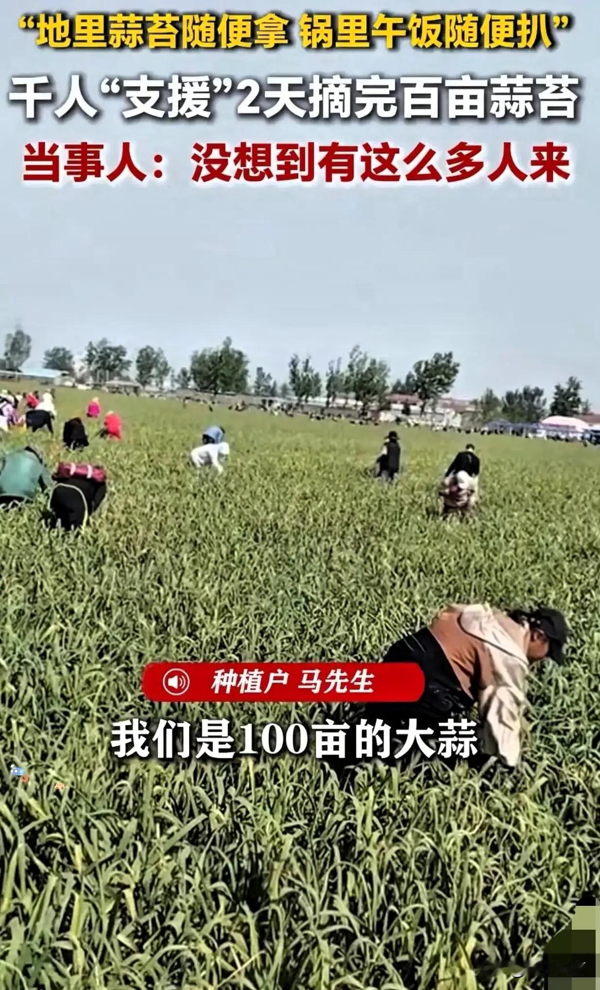 人怎么能聪明成这样？江苏徐州，男子种了一百多亩大蒜熟了，如果雇人摘，一个人一天得