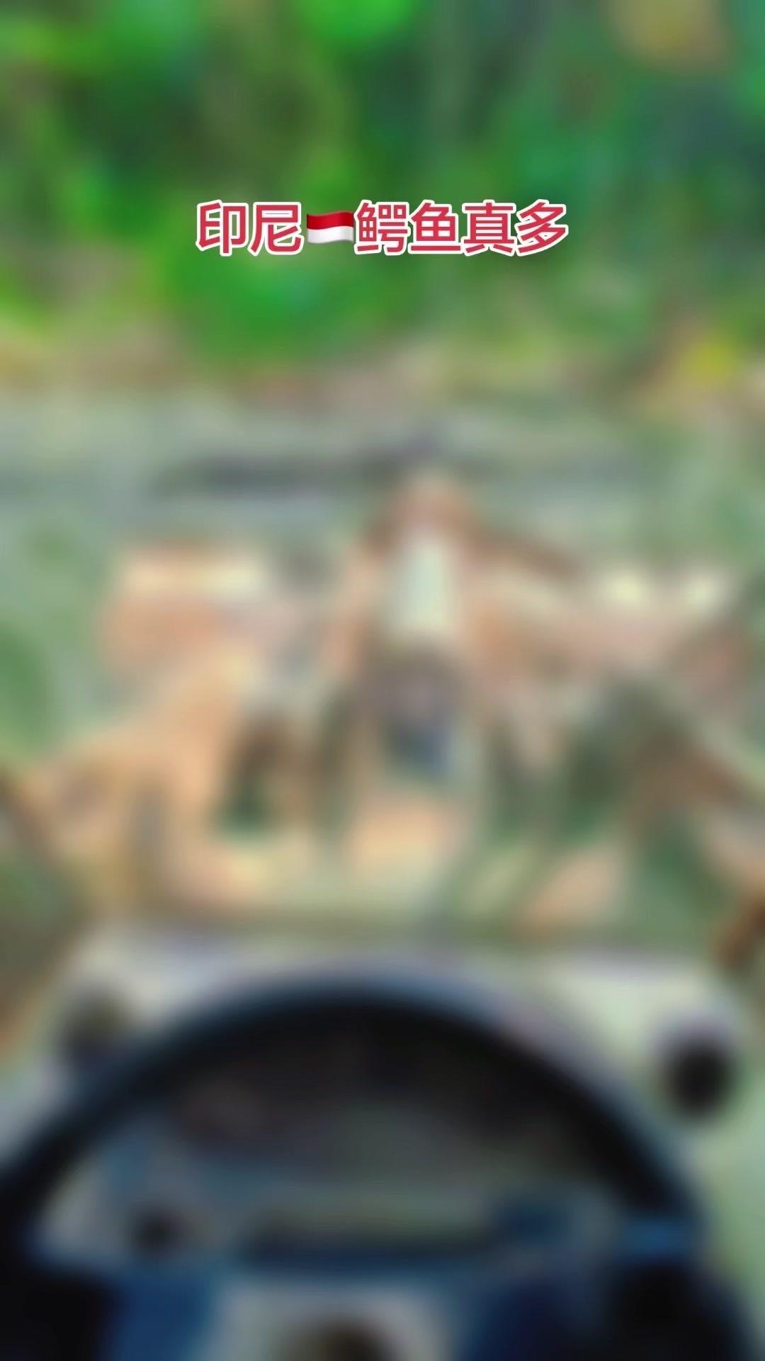 在印尼的工地附近偶遇鳄鱼，距离近到几乎能看清它的獠牙。当时心里咯噔一下，但还是强