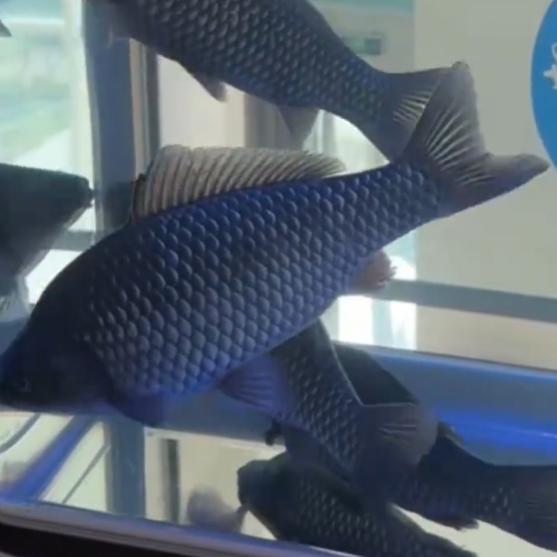 中国科学院于12月23日宣布成功培育出无肌间刺鲫鱼新品系，此项突破性研究通过基因