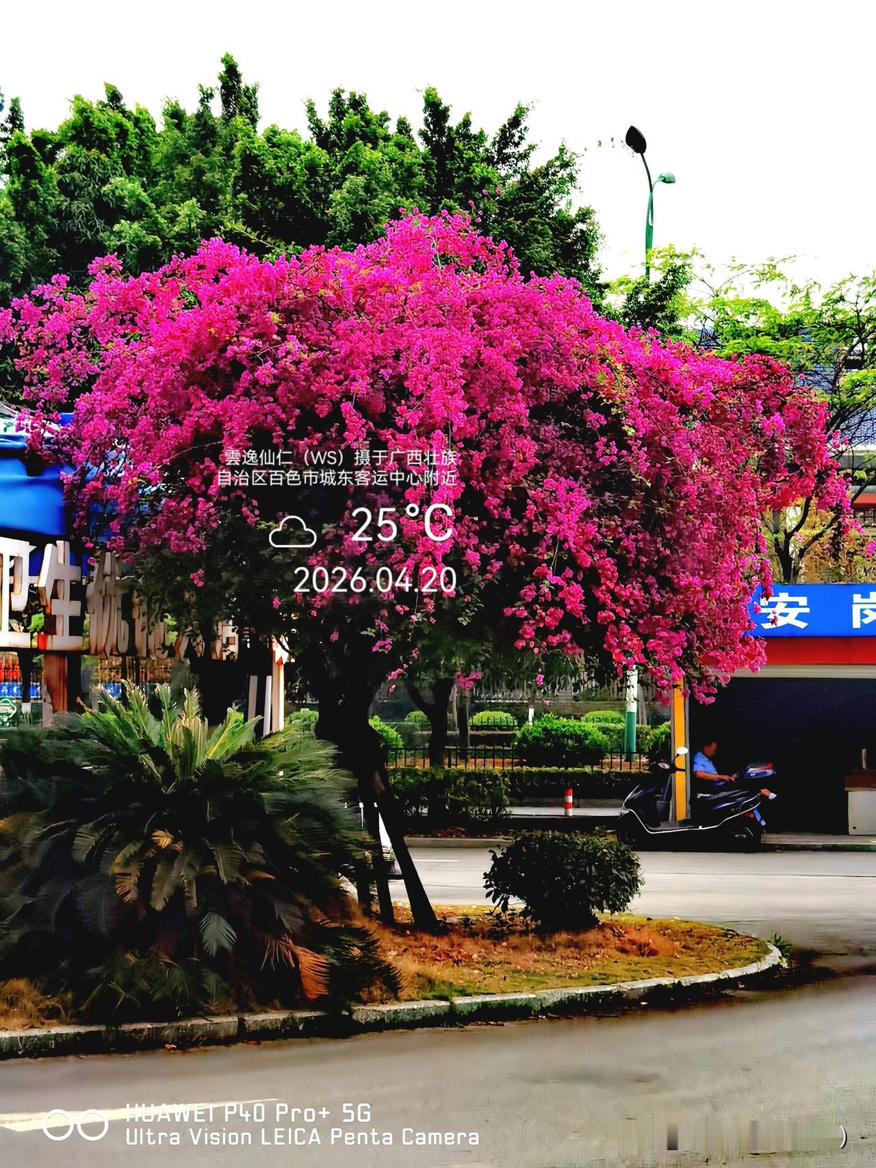 月居生活记录（9564）广西壮族自治区河池市（1）来程随拍1：三角梅、猪杂伊面、