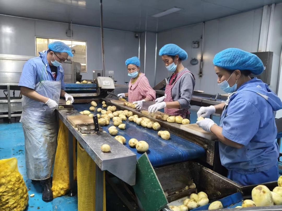 地头连着厂头 日子有了奔头 | 一颗小土豆串起农民增收致富链