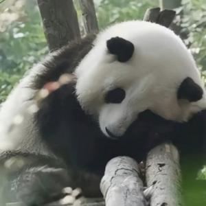 平和送你一朵小花