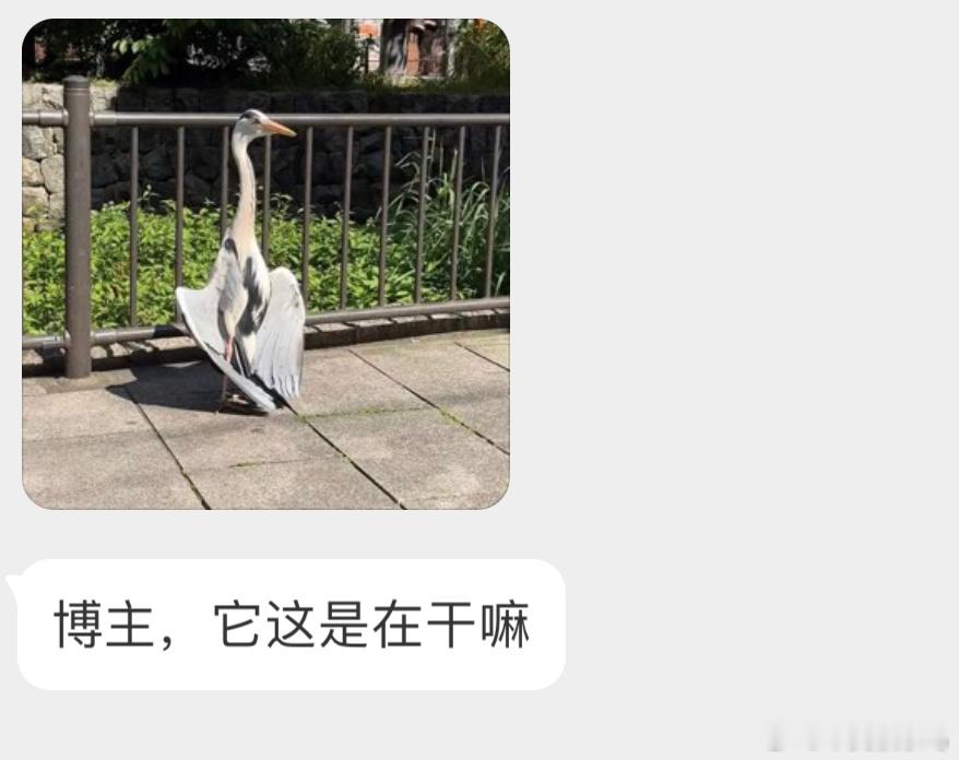 想要抱抱的苍鹭（bushi 正在晒太阳呢 驱散一下寄生虫啥的 ​​​