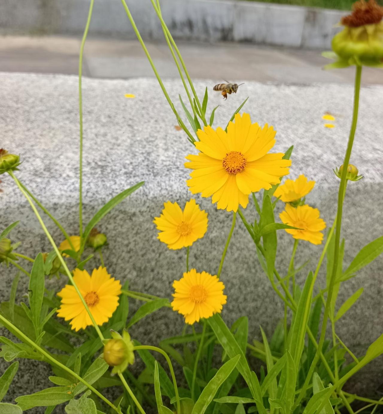 午休时在路边偶遇这一丛明亮的金鸡菊，像被阳光揉碎了撒在石阶旁。
 
最惊喜的是那