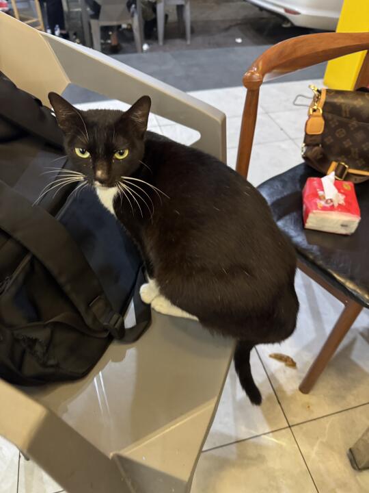 太可爱了，猫咪有需要领养的吗？
