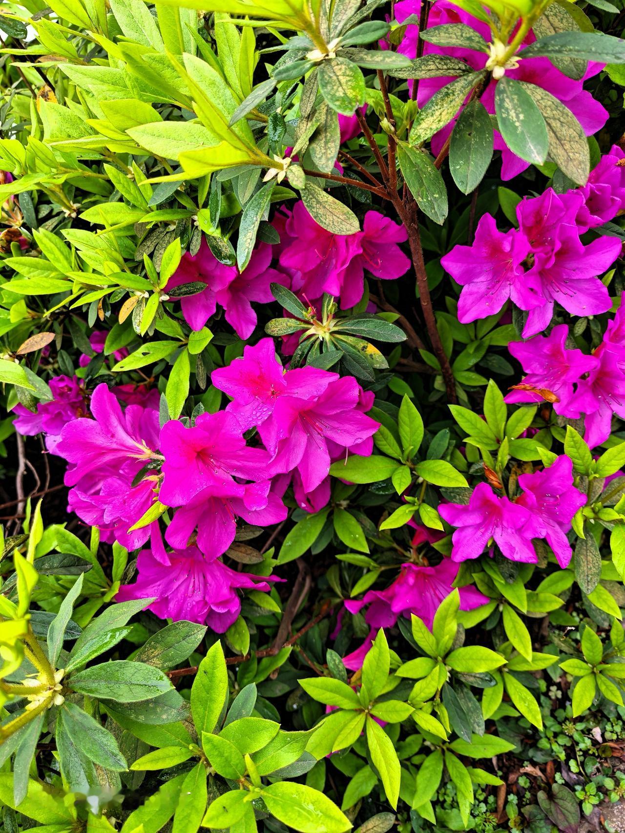 这儿的杜鹃花开得正美！