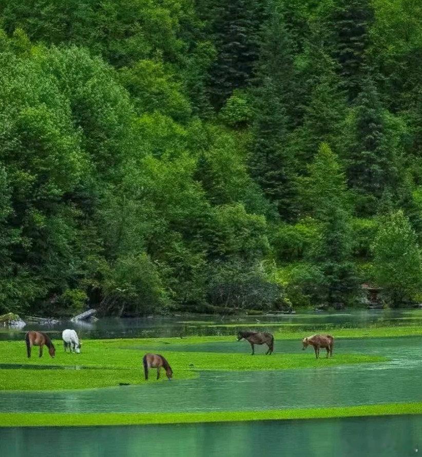 夏天的川西永远不缺生命力  川西一直以来都是我很向往的地方了呀，其实我觉得在这里