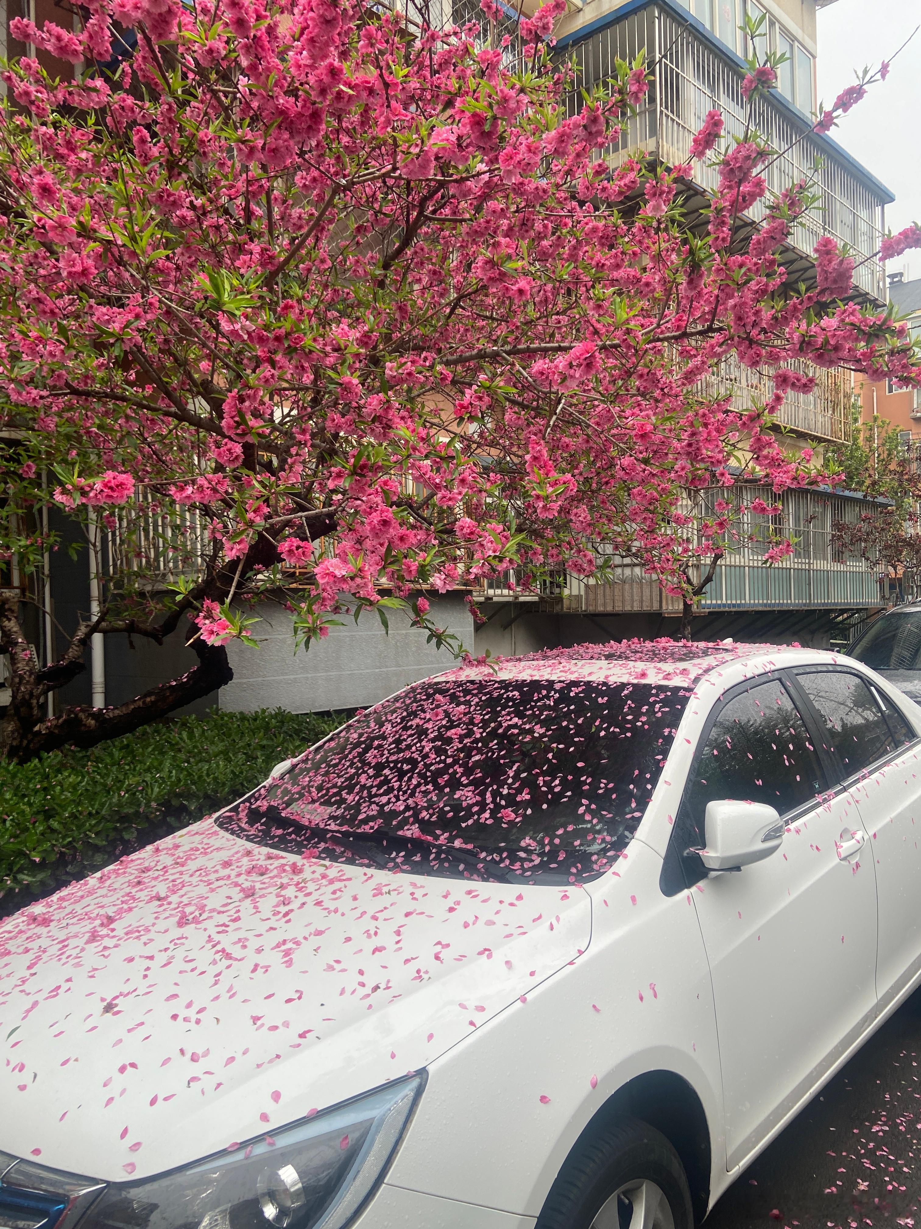 有的车落满鸟屎，有的车却落满鲜花，关键是所处的位置不同！生活手记谁能猜出是啥品牌
