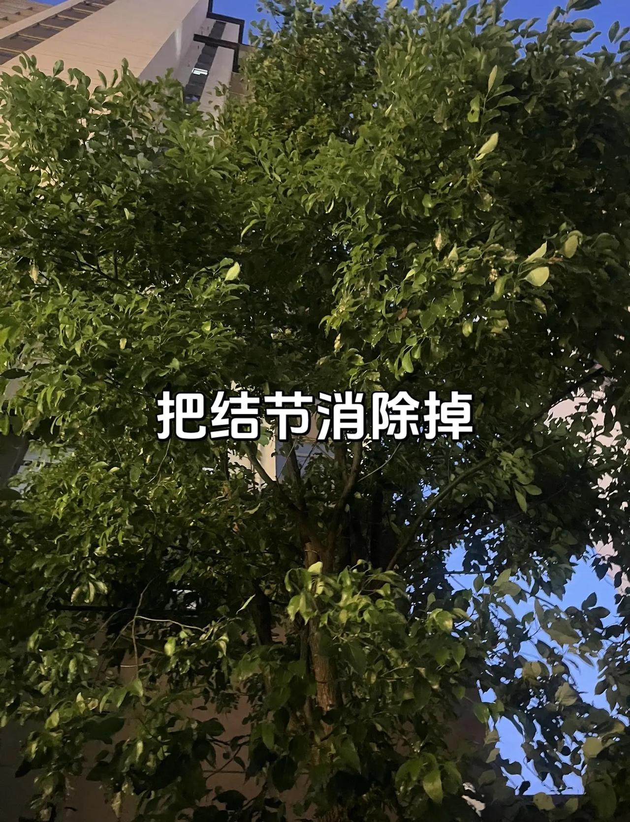 WNBA 常规赛达拉斯飞翼主场，以96-91逆转战胜芝加哥天空。咱们中国球员李月