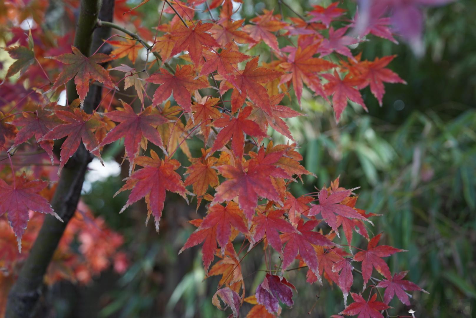 下午天气不错，河边上边走边拍。苏州河
