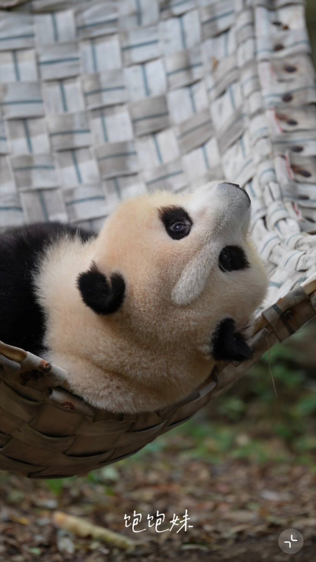 好可爱的小熊💕 