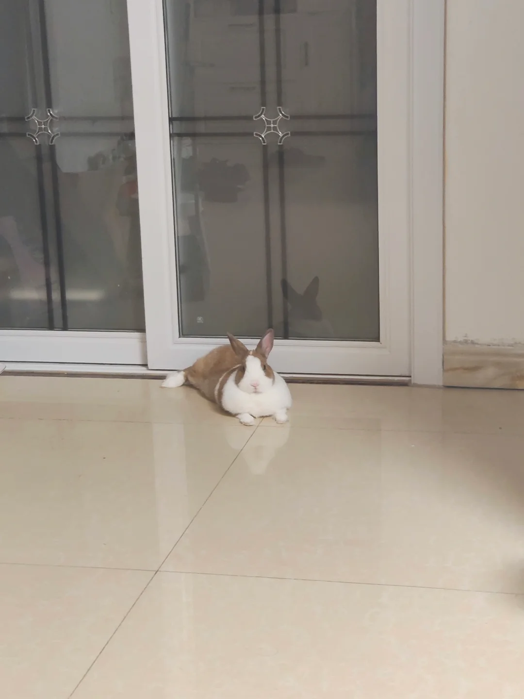 总是很优雅的兔小姐🐰