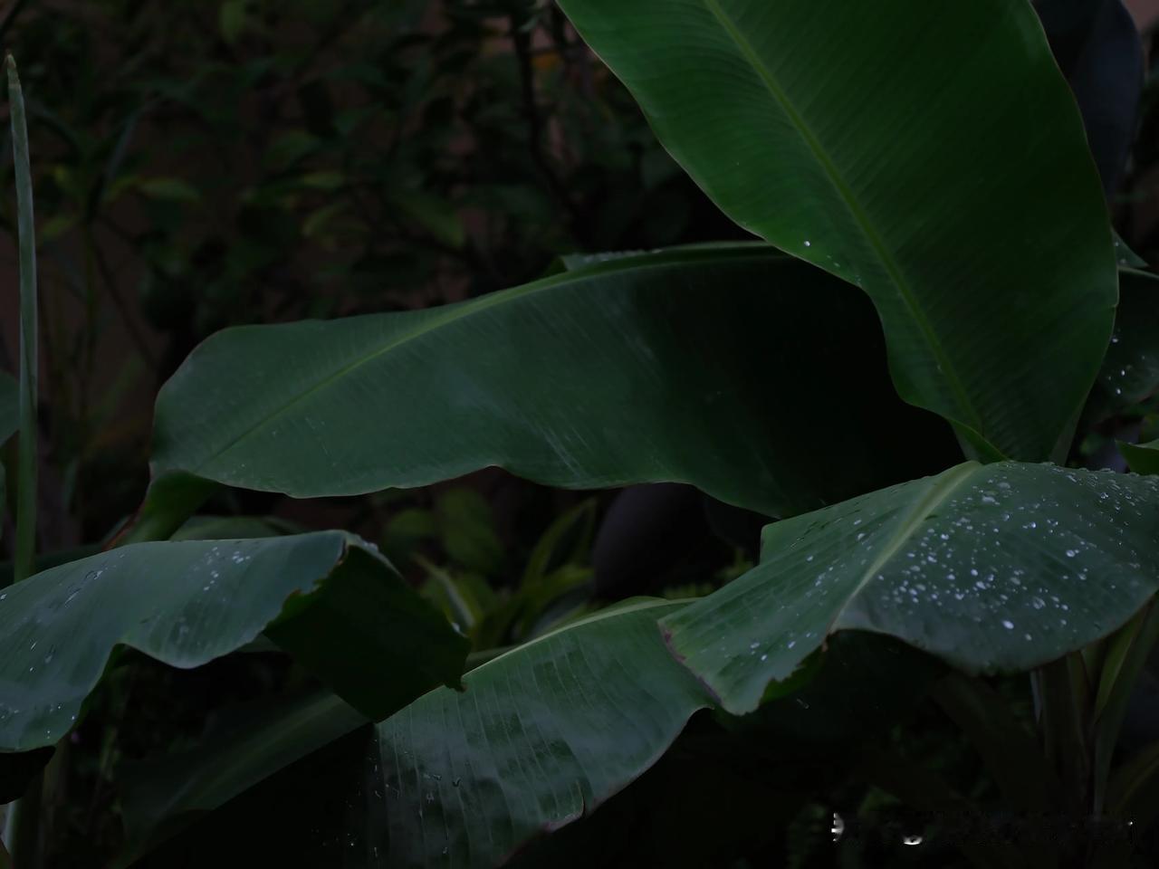 中秋过后
一城秋雨一场风急
芭蕉叶儿飘摇，急雨叮叮落落
廊下独酌，秋风黄昏萧瑟