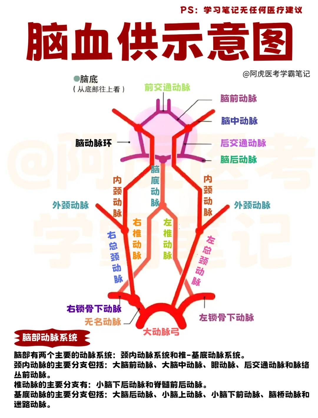 医学生笔记📒｜脑血供示意图👆