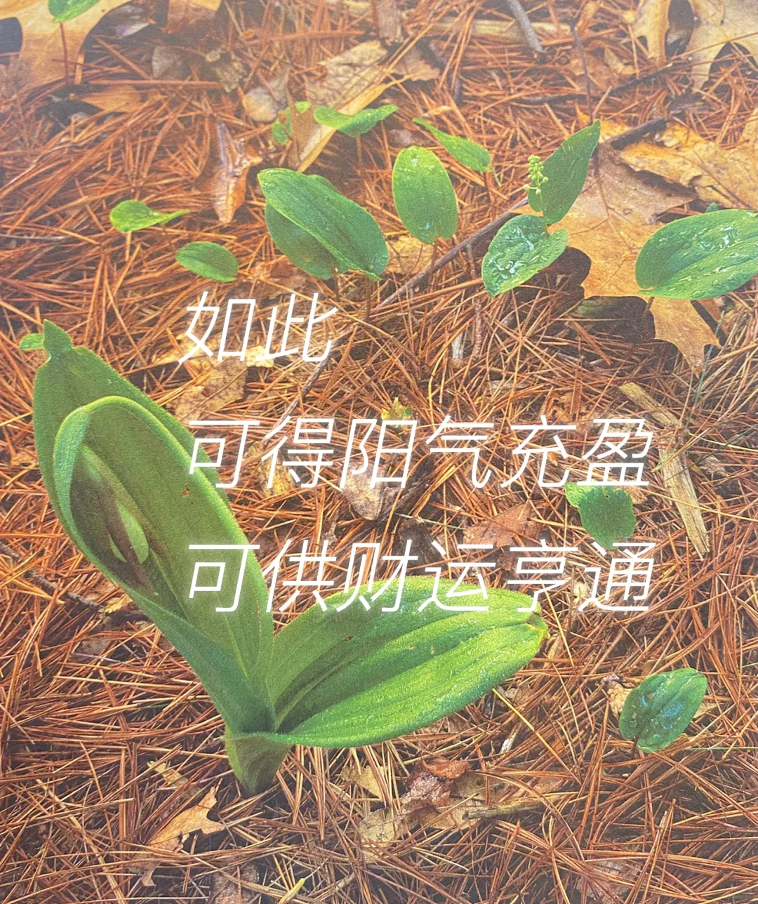 当本草遇见晚秋怎么办？结芬❤️❤️