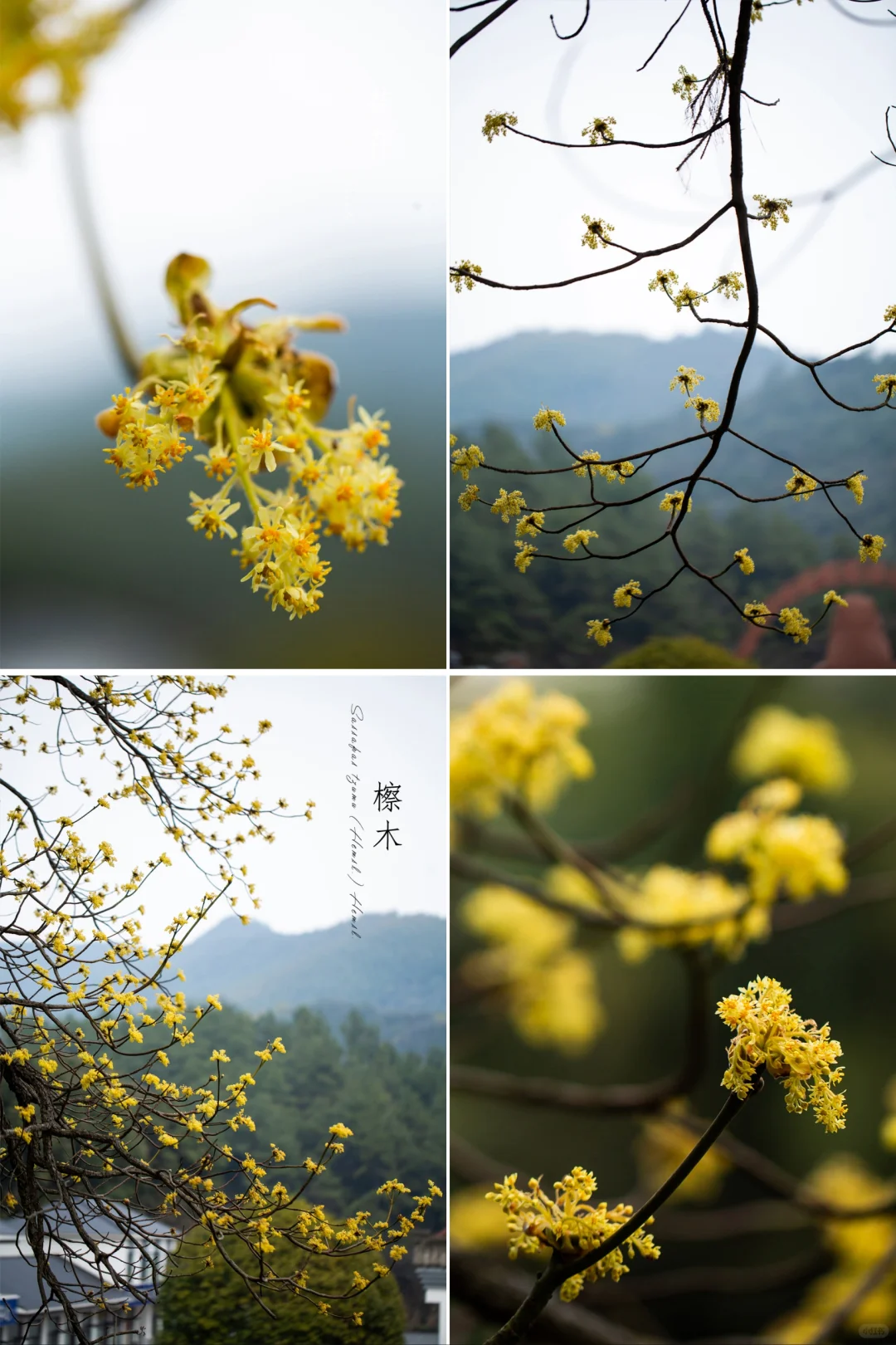 山间春意|春天的檫木花