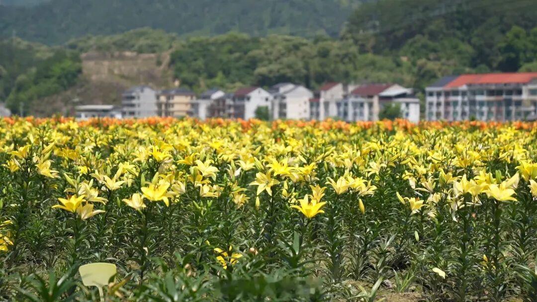 丽水青田特色农业多点开花书写共富答卷 在丽水青田县舒桥乡，杨梅、水果玉米、中药材