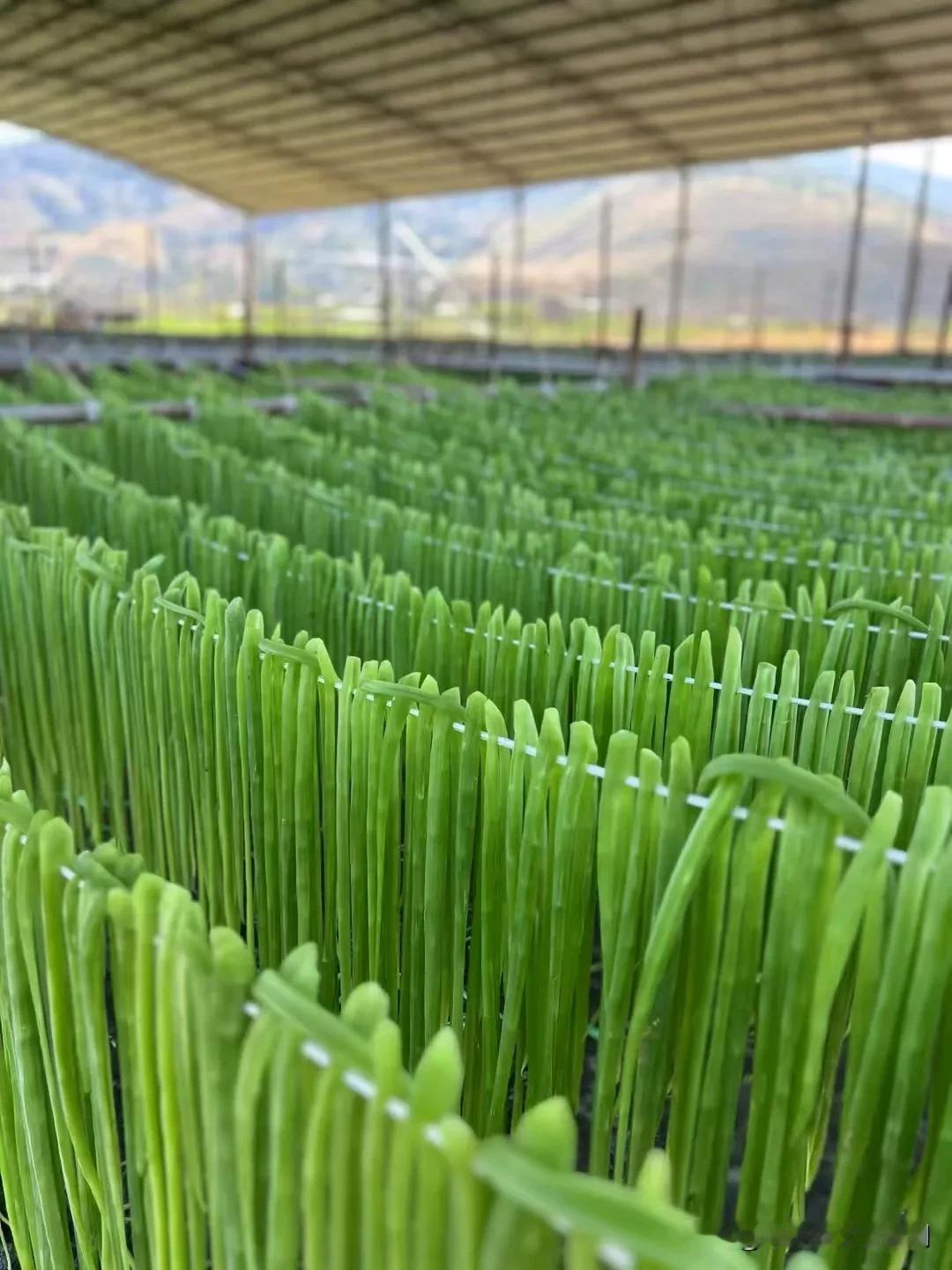 大理州大立发展贡菜，我们乡土植不肥，两年都失败了，三至五角一斤，所以今年我乡沒有