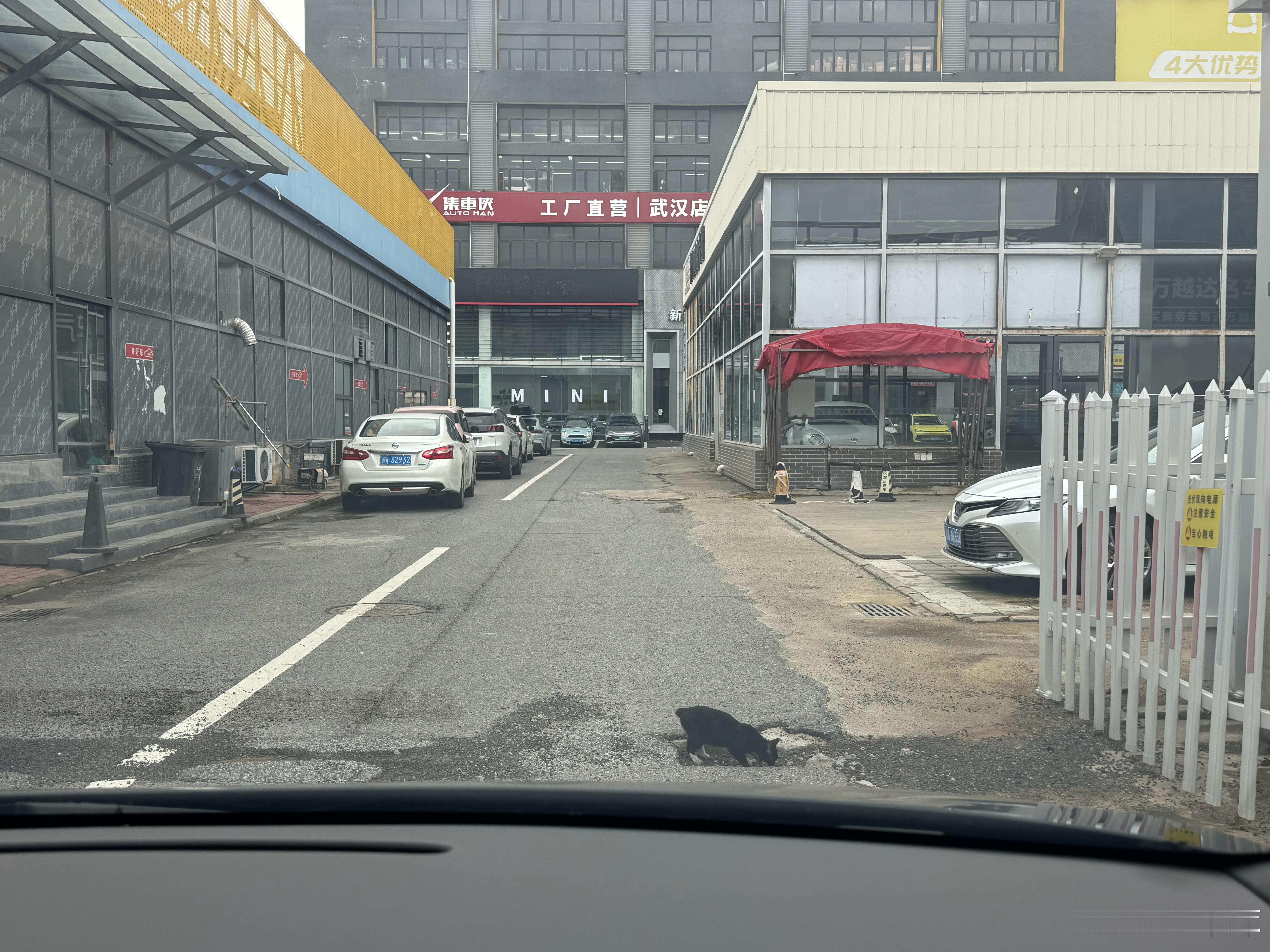 这个猫子差点压过去了正好在那个坑里 