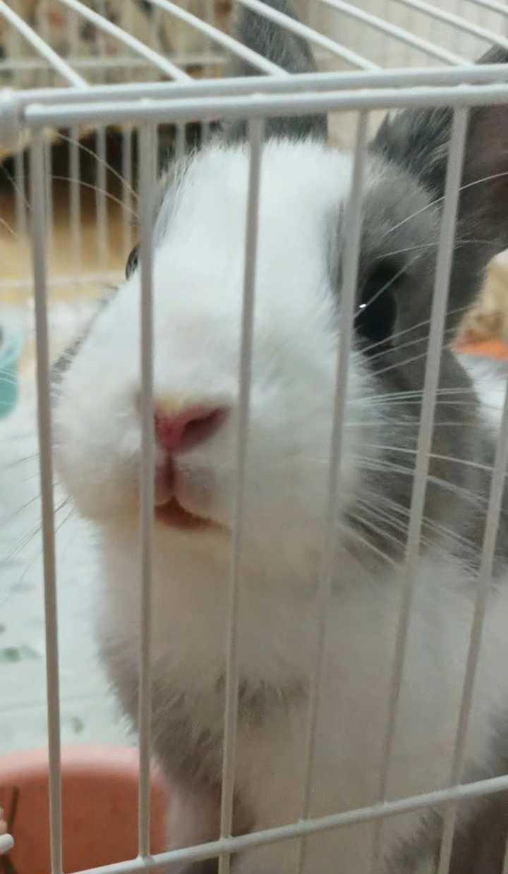12937🐇
【不管肥兔傻兔怎么惹我生气】一翻相册看到它两个月大时候的小脸蛋，