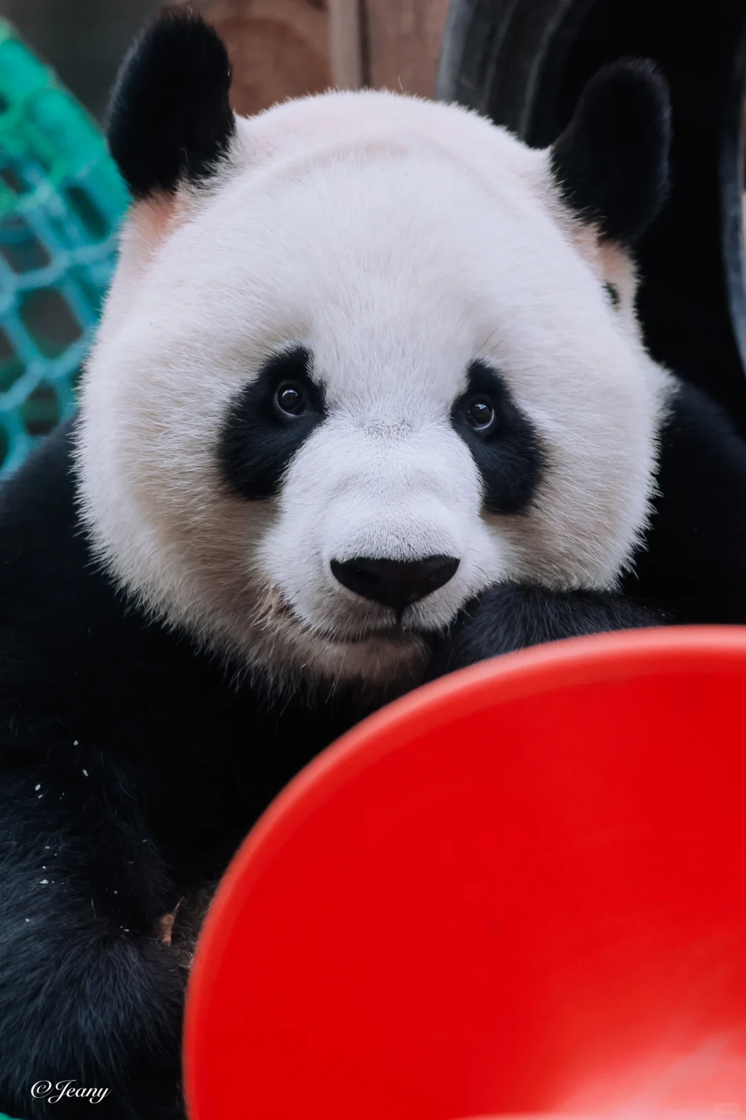 11.24萌宝🐼宝你长这么好看地球人都知道不？