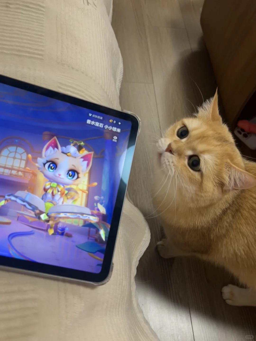 拥有一只黏人的小猫咪是什么体验