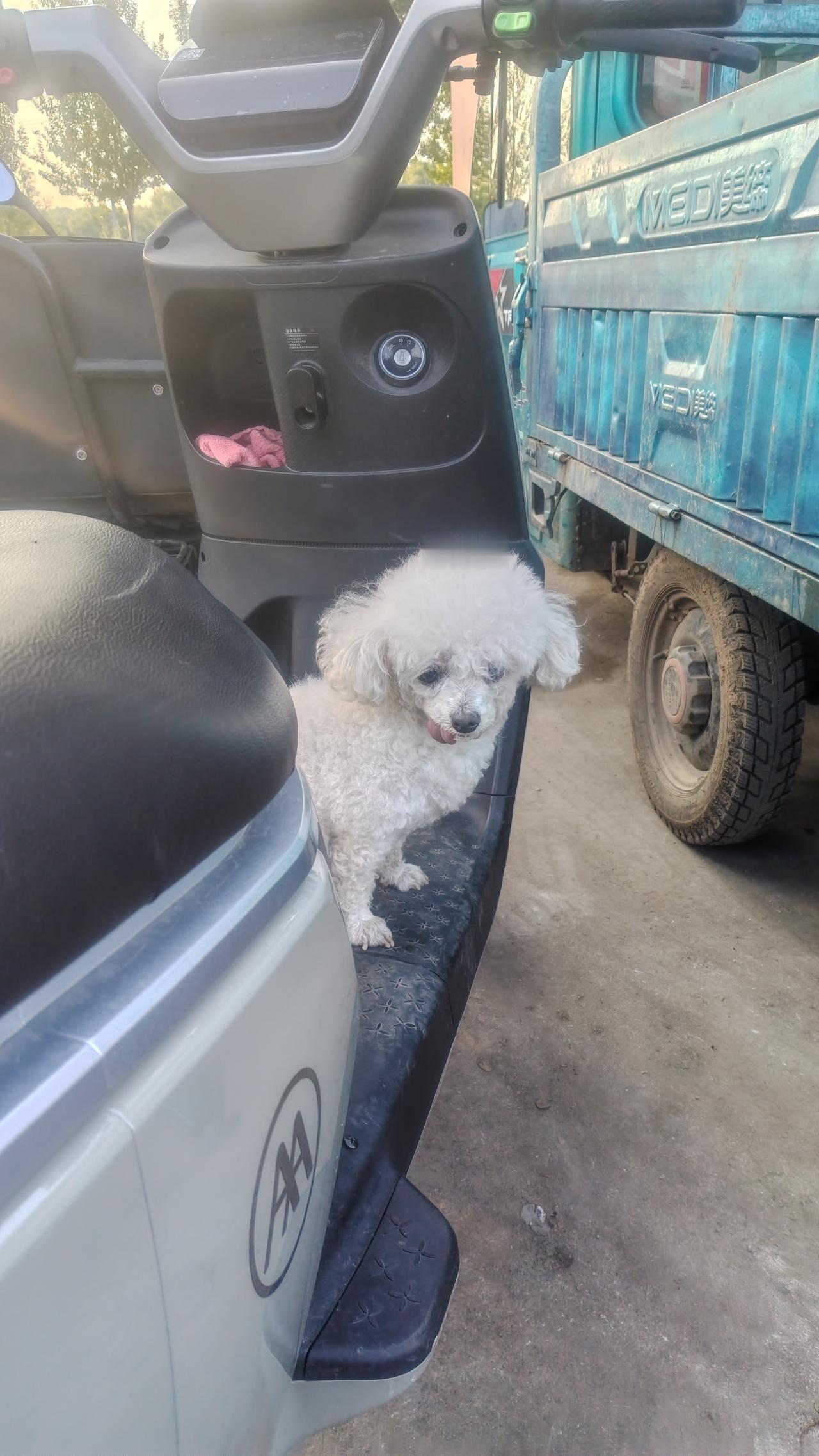 为什么一般小型犬，年龄大了后，舌头👅会达拉出来收不回去呢？很多年以前朋友家里有