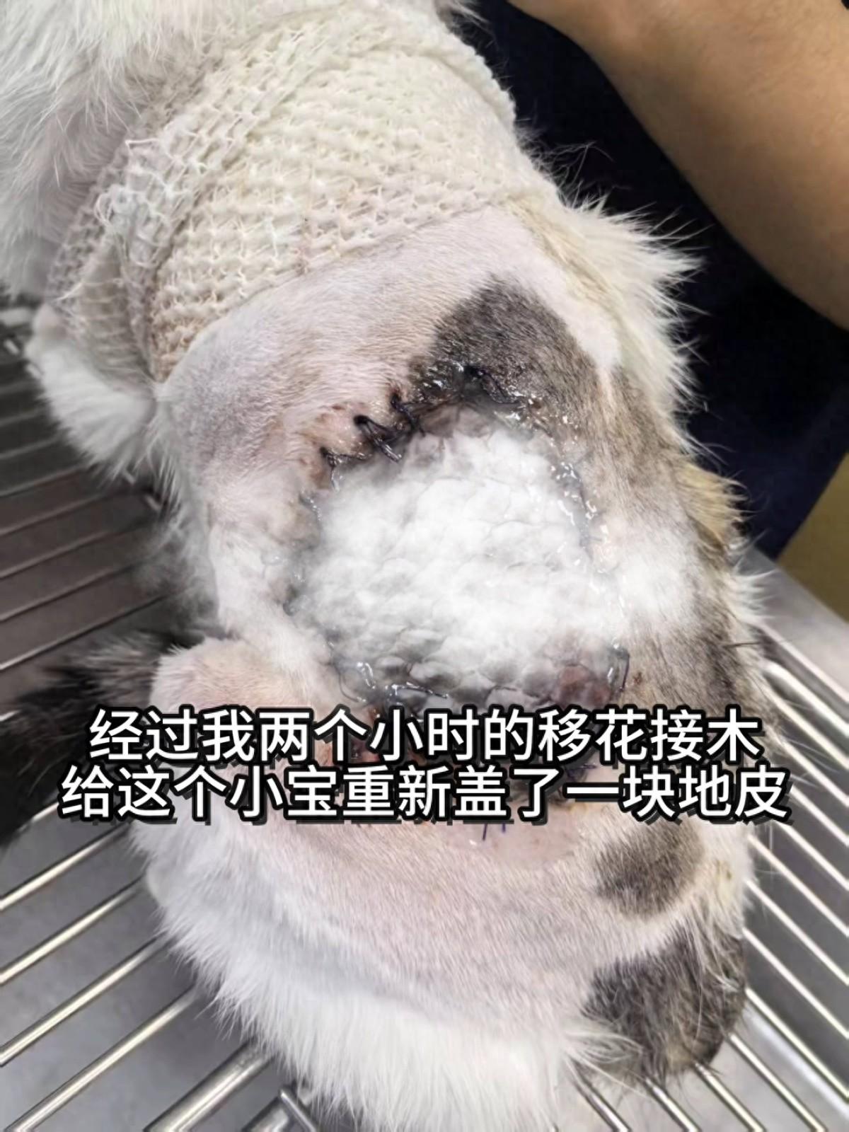 离谱神操作！5月15日大河报报道，16.9元罗非鱼皮救回重伤流浪猫，兽医揭秘真相