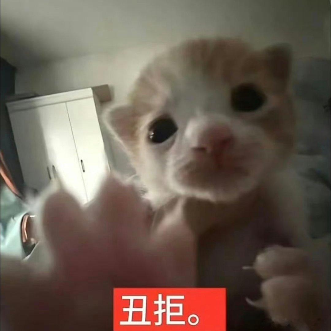 猫咪表情包。 