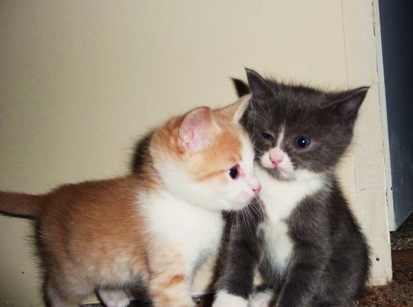 糊糊小猫^•͈༝•^ฅ ​​​