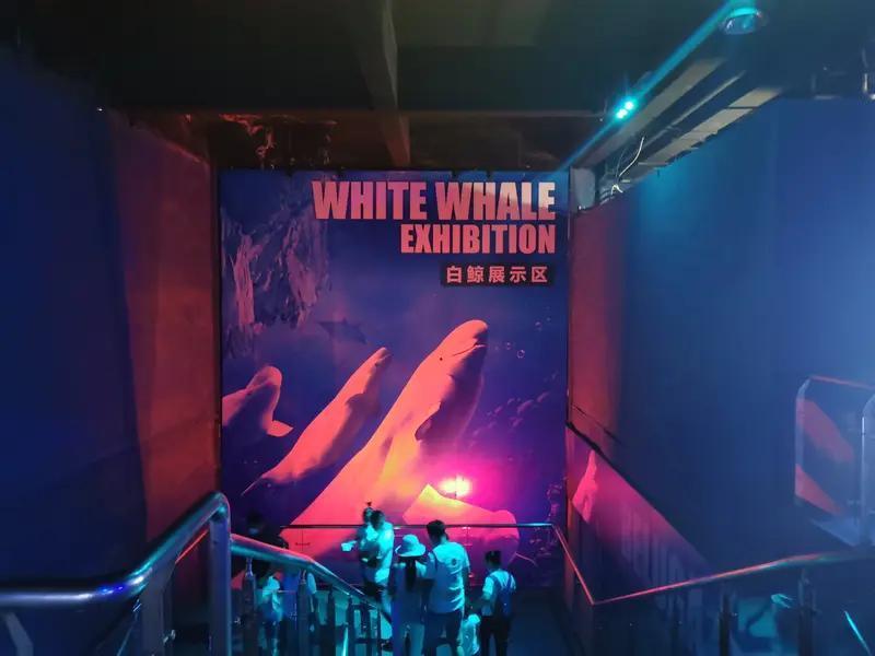 《白鲸记》
（Moby-Dick; or, The Whale），早已被奉为美国