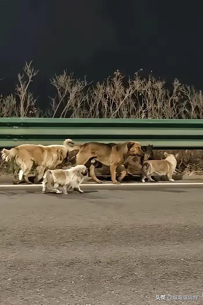 长春这7只狗的逃生大戏，属实给我看呆了！

一个村三户人家的德牧、金毛和拉布拉多