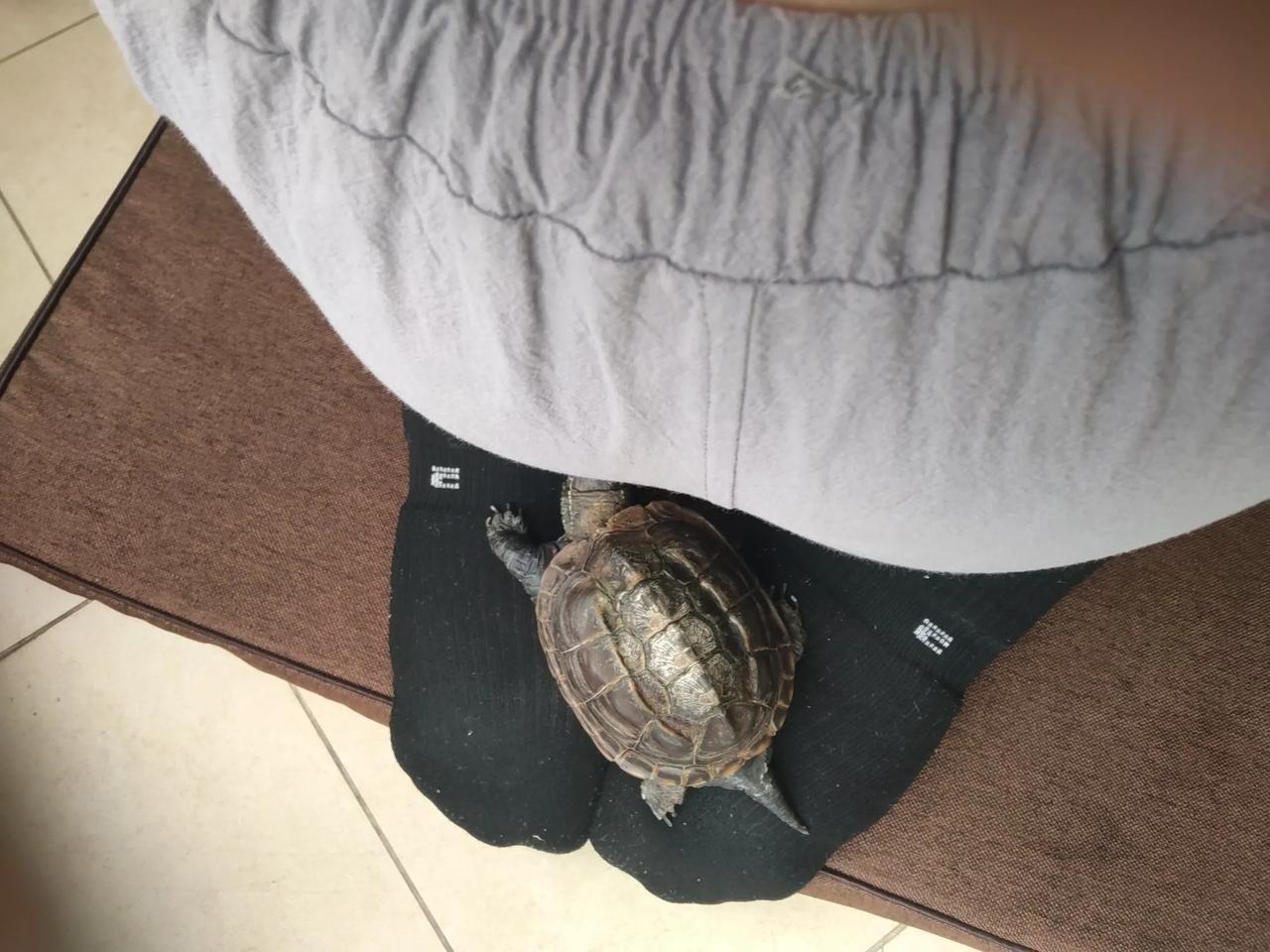 我练个金刚跪，嘟嘟也要爬到我的脚掌上来。[大笑]