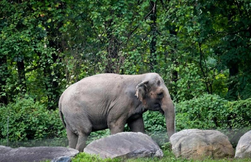 美国纽约布朗克斯动物园（Bronx Zoo）知名的亚洲象Happy在5月28日由