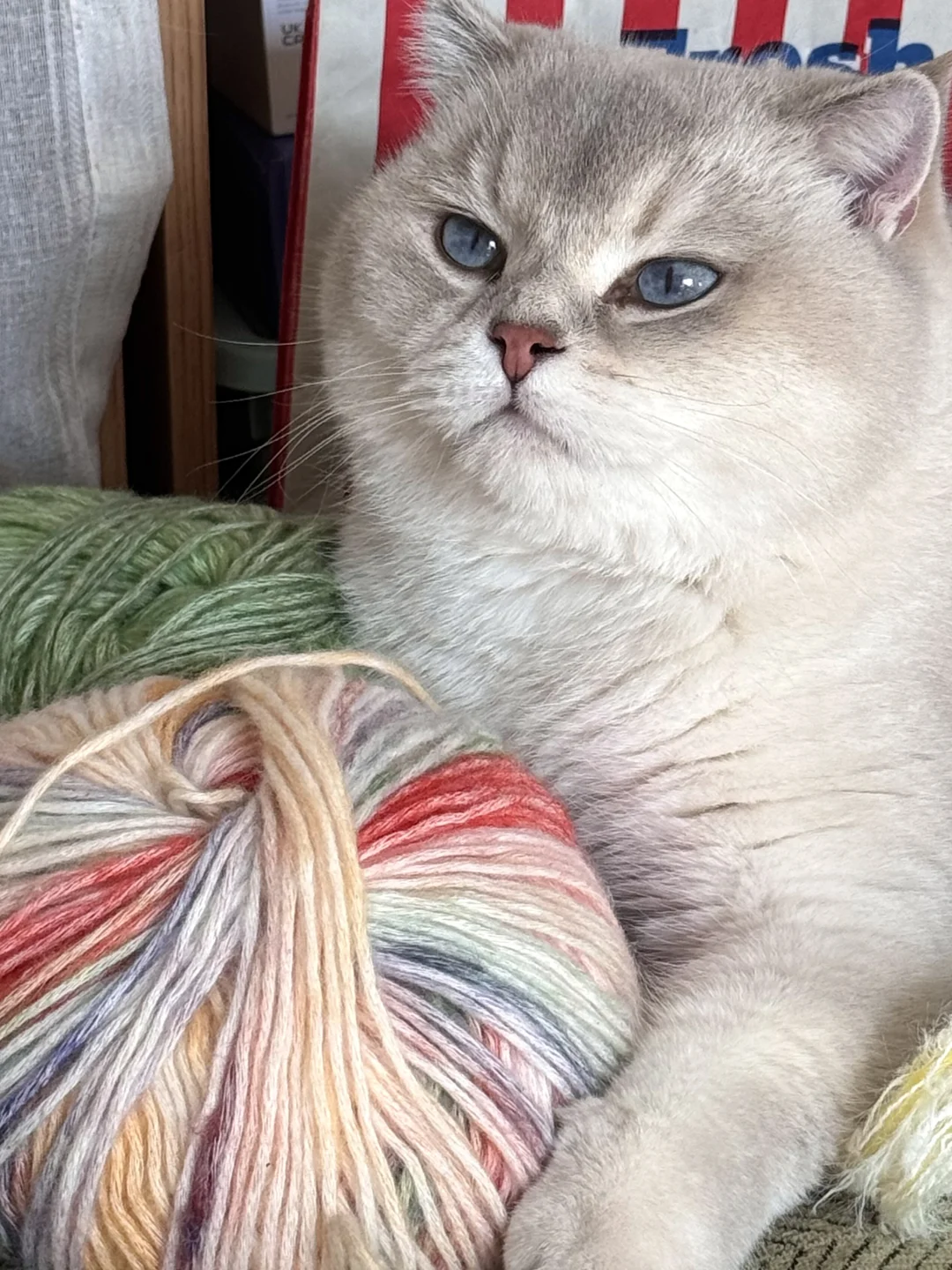 冬天织女家的猫猫现状